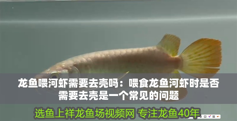 龍魚喂河蝦需要去殼嗎：喂食龍魚河蝦時(shí)是否需要去殼是一個(gè)常見的問題