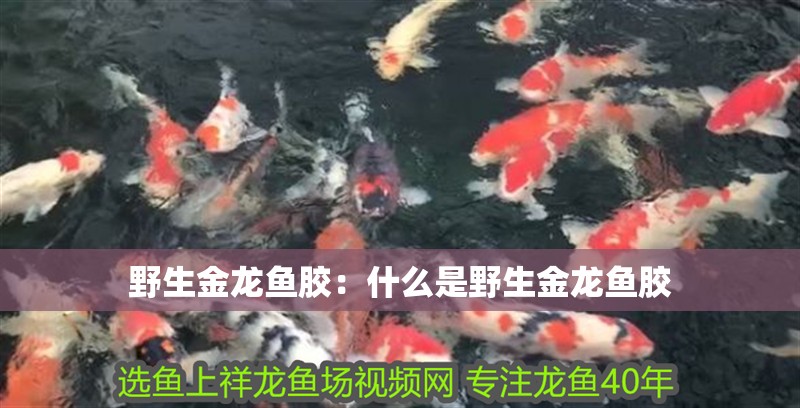 龍魚怕什么 野生金龍魚膠:什么是野生金龍魚膠 龍魚百科 野生金龍魚膠:什么是野生金龍魚膠 野生金龍魚膠:什么是野生金龍魚膠 龍魚百科