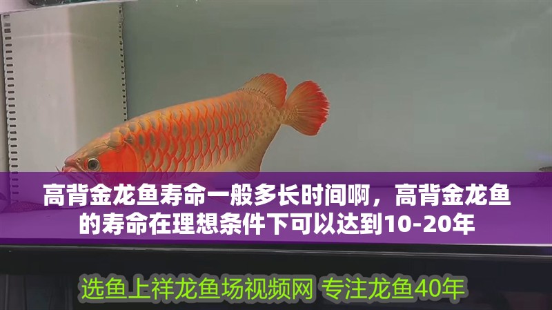 高背金龍魚壽命一般多長時間啊，高背金龍魚的壽命在理想條件下可以達到10-20年