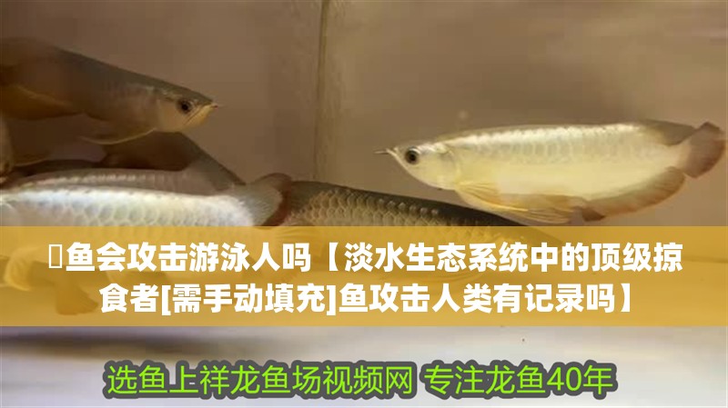鳡魚會(huì)攻擊游泳人嗎【淡水生態(tài)系統(tǒng)中的頂級(jí)掠食者[需手動(dòng)填充]魚攻擊人類有記錄嗎】