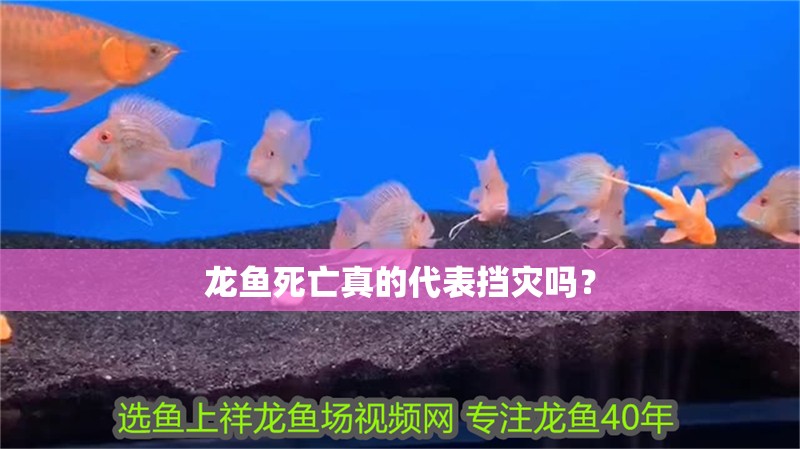 龍魚死亡真的代表擋災(zāi)嗎？