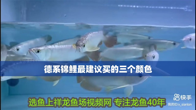 龍魚干蝦有營養嗎 德系錦鯉最建議買的三個顏色 龍魚論壇 德系錦鯉最建議買的三個顏色 德系錦鯉最建議買的三個顏色 龍魚論壇