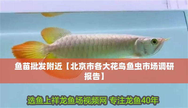 魚苗批發附近【北京市各大花鳥魚蟲市場調研報告】