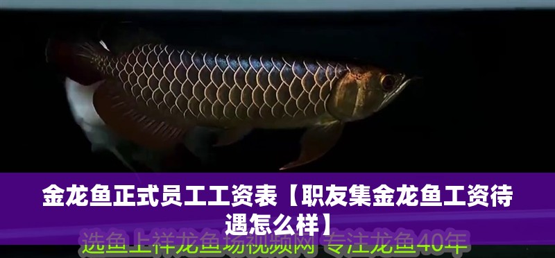 金龍魚正式員工工資表【職友集金龍魚工資待遇怎么樣】