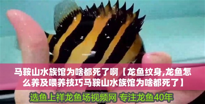 馬鞍山水族館為啥都死了啊【龍魚(yú)紋身,龍魚(yú)怎么養(yǎng)及喂養(yǎng)技巧馬鞍山水族館為啥都死了】