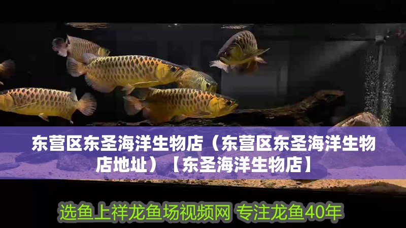 東營區(qū)東圣海洋生物店（東營區(qū)東圣海洋生物店地址）【東圣海洋生物店】