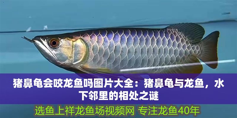 豬鼻龜會咬龍魚嗎圖片大全：豬鼻龜與龍魚，水下鄰里的相處之謎
