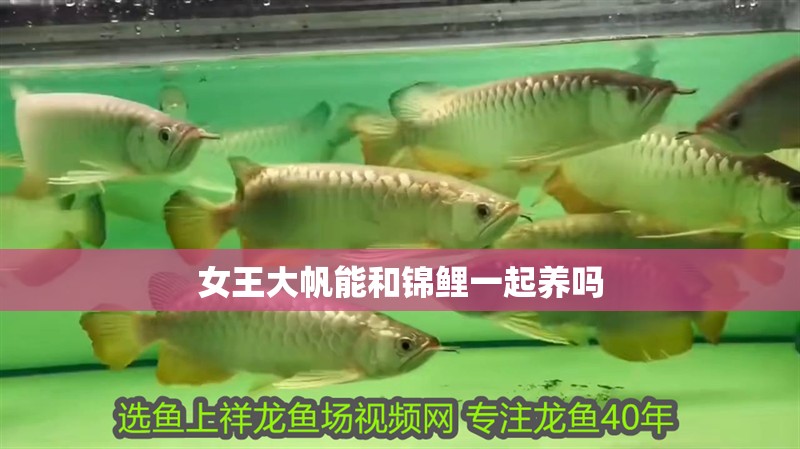 女王大帆能和錦鯉一起養嗎 女王大帆能和錦鯉一起養嗎 龍魚論壇