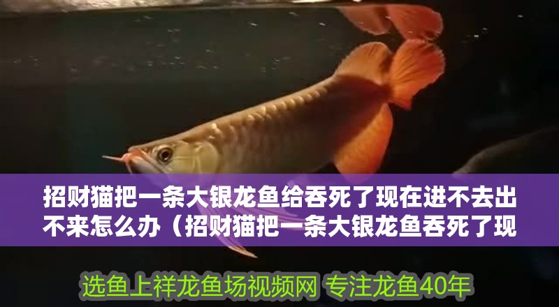 招財貓把一條大銀龍魚給吞死了現在進不去出不來怎么辦（招財貓把一條大銀龍魚吞死了現在進不去出不來怎么辦） 招財貓把一條大銀龍魚給吞死了現在進不去出不來怎么辦（招財貓把一條大銀龍魚吞死了現在進不去出不來怎么辦） 龍魚百科