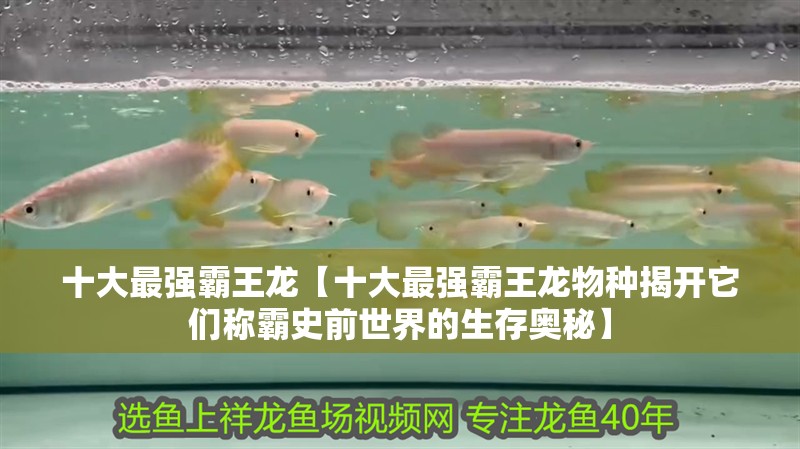 十大最強霸王龍【十大最強霸王龍物種揭開它們稱霸史前世界的生存奧秘】