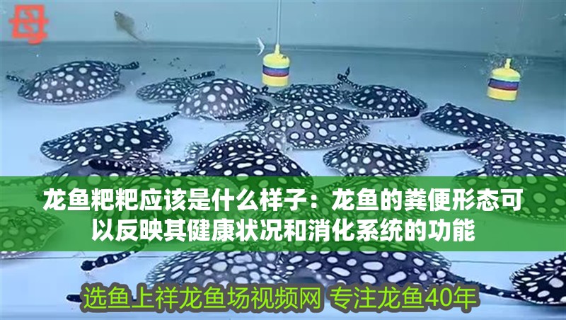龍魚粑粑應該是什么樣子：龍魚的糞便形態可以反映其健康狀況和消化系統的功能 龍魚粑粑應該是什么樣子：龍魚的糞便形態可以反映其健康狀況和消化系統的功能 龍魚百科