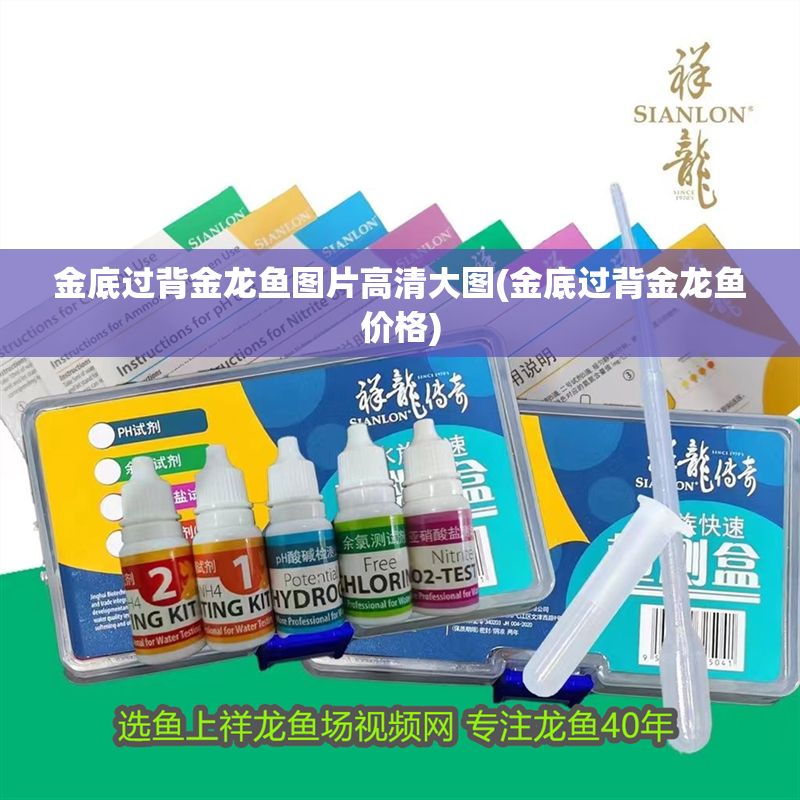 金底過背金龍魚圖片高清大圖(金底過背金龍魚價格)
