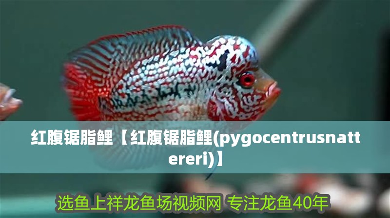 紅腹鋸脂鯉【紅腹鋸脂鯉(pygocentrusnattereri)】