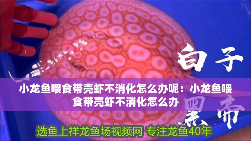 小龍魚喂食帶殼蝦不消化怎么辦呢：小龍魚喂食帶殼蝦不消化怎么辦