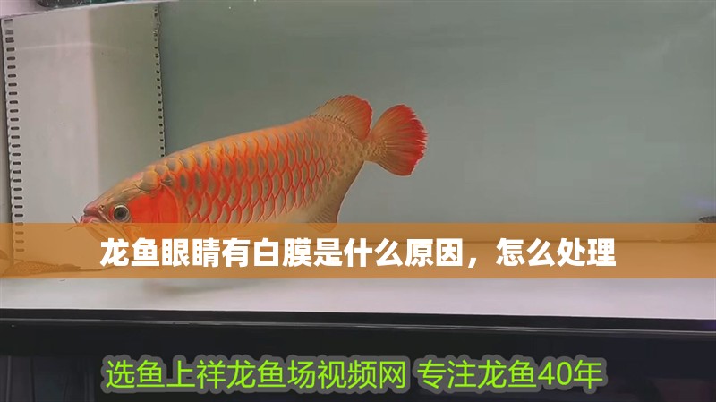 龍魚眼睛有白膜是什么原因，怎么處理