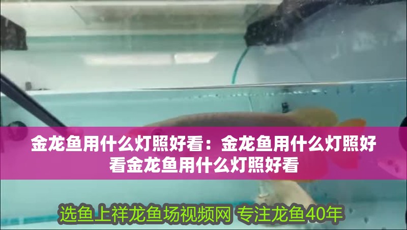 金龍魚用什么燈照好看：金龍魚用什么燈照好看金龍魚用什么燈照好看 金龍魚用什么燈照好看：金龍魚用什么燈照好看金龍魚用什么燈照好看 龍魚百科