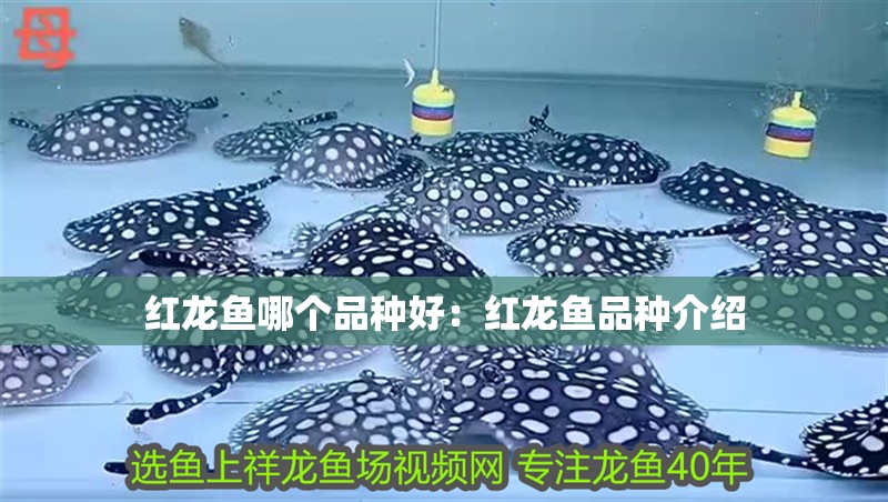紅龍魚哪個品種好：紅龍魚品種介紹