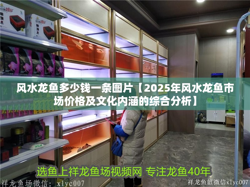 風(fēng)水龍魚(yú)多少錢(qián)一條圖片【2025年風(fēng)水龍魚(yú)市場(chǎng)價(jià)格及文化內(nèi)涵的綜合分析】