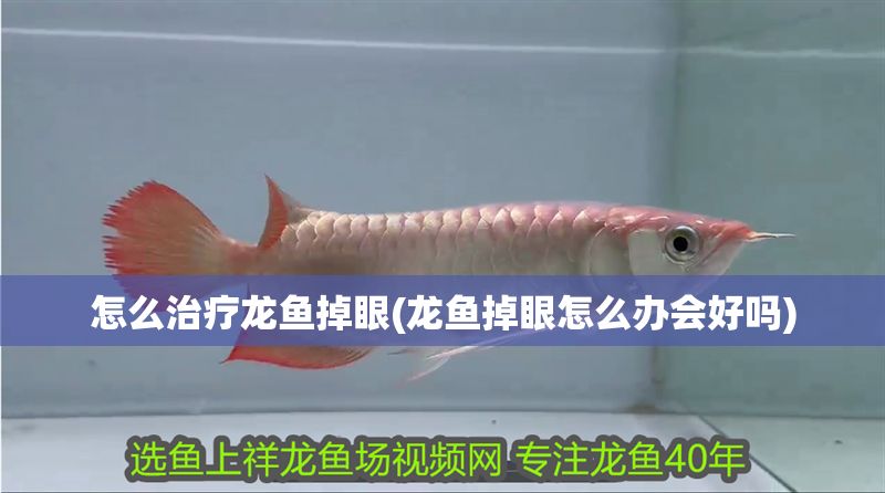 怎么治療龍魚掉眼(龍魚掉眼怎么辦會好嗎) 怎么治療龍魚掉眼(龍魚掉眼怎么辦會好嗎) 金龍魚百科 第1張