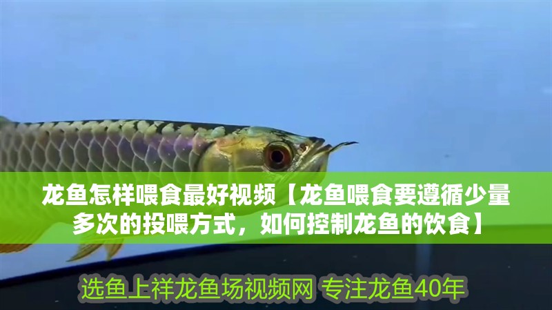 龍魚(yú)怎樣喂食最好視頻【龍魚(yú)喂食要遵循少量多次的投喂方式，如何控制龍魚(yú)的飲食】