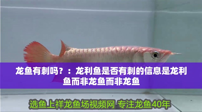 龍魚有刺嗎？：龍利魚是否有刺的信息是龍利魚而非龍魚而非龍魚