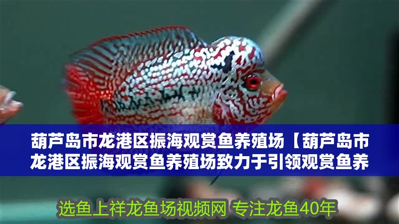 葫蘆島市龍港區振海觀賞魚養殖場【葫蘆島市龍港區振海觀賞魚養殖場致力于引領觀賞魚養殖】