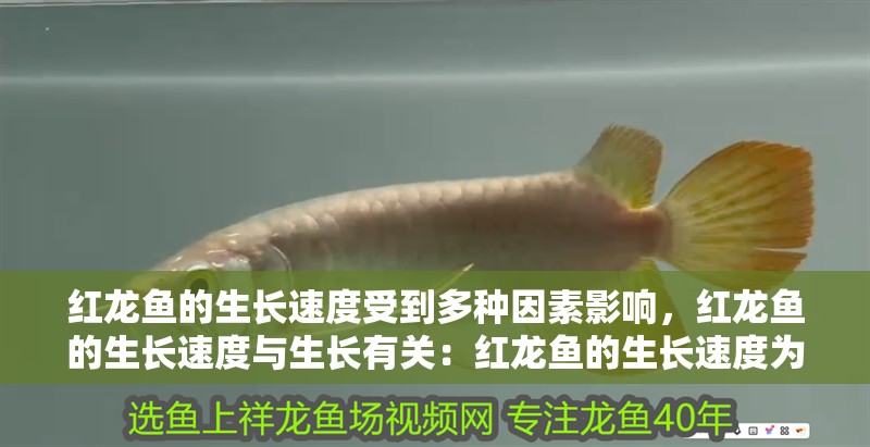 紅龍魚的生長速度受到多種因素影響，紅龍魚的生長速度與生長有關：紅龍魚的生長速度為什么這么快