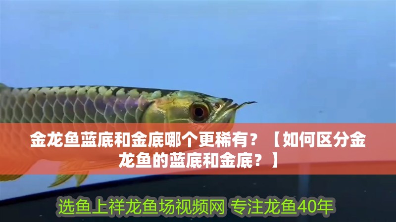 金龍魚藍底和金底哪個更稀有？【如何區(qū)分金龍魚的藍底和金底？】
