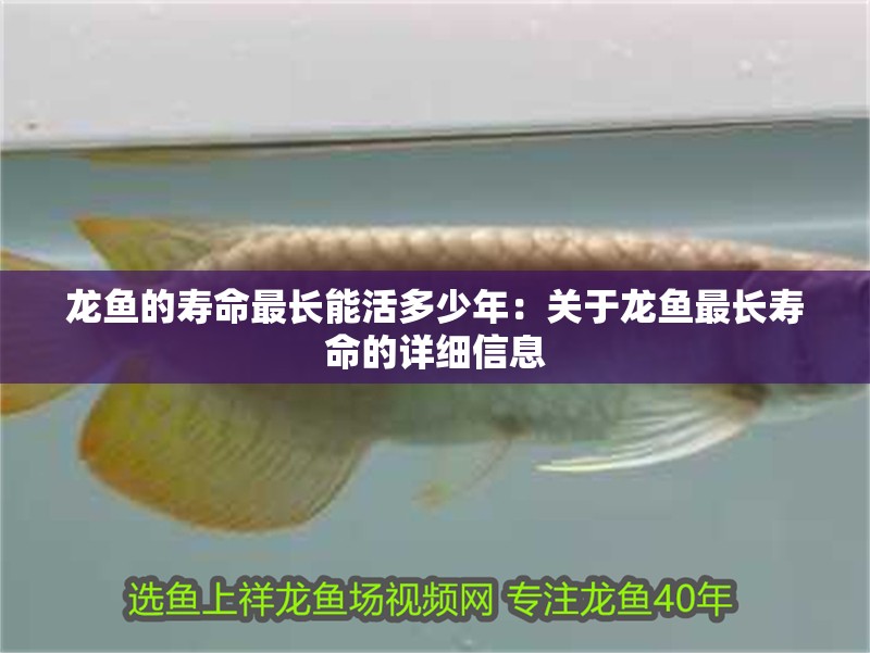 龍魚的壽命最長能活多少年：關于龍魚最長壽命的詳細信息