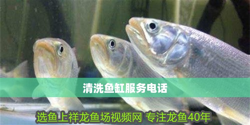 清洗魚缸服務電話