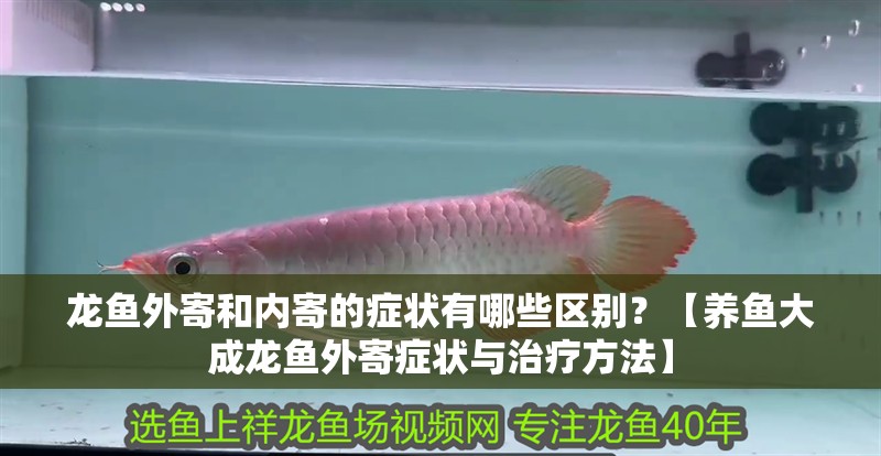 龍魚外寄和內寄的癥狀有哪些區別？【養魚大成龍魚外寄癥狀與治療方法】