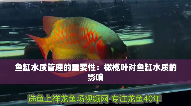 魚缸水質(zhì)管理的重要性：橄欖葉對魚缸水質(zhì)的影響