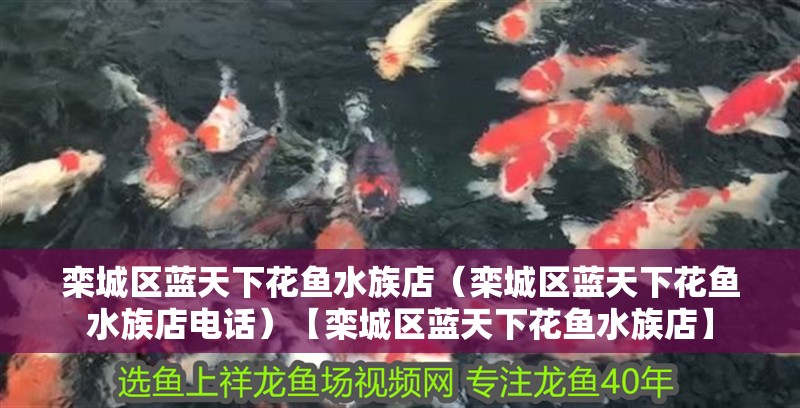 欒城區(qū)藍(lán)天下花魚水族店（欒城區(qū)藍(lán)天下花魚水族店電話）【欒城區(qū)藍(lán)天下花魚水族店】