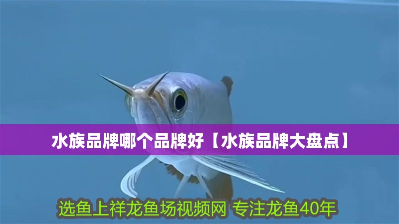 水族品牌哪個(gè)品牌好【水族品牌大盤(pán)點(diǎn)】