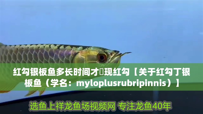 紅勾銀板魚多長時間才岀現紅勾【關于紅勾丁銀板魚（學名：myloplusrubripinnis）】