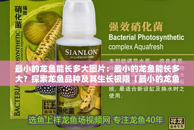 最小的龍魚能長多大圖片：最小的龍魚能長多大？探索龍魚品種及其生長極限【最小的龍魚能長多大？】 最小的龍魚能長多大圖片：最小的龍魚能長多大？探索龍魚品種及其生長極限【最小的龍魚能長多大？】 龍魚百科