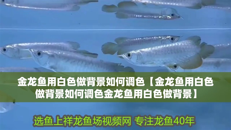 金龍魚用白色做背景如何調色【金龍魚用白色做背景如何調色金龍魚用白色做背景】