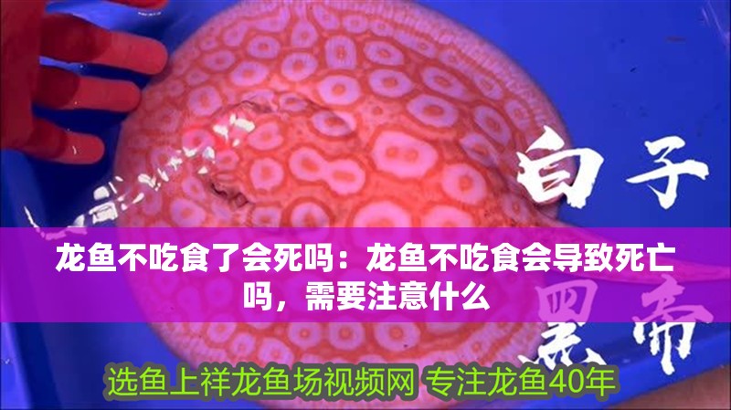 龍魚不吃食了會死嗎：龍魚不吃食會導致死亡嗎，需要注意什么