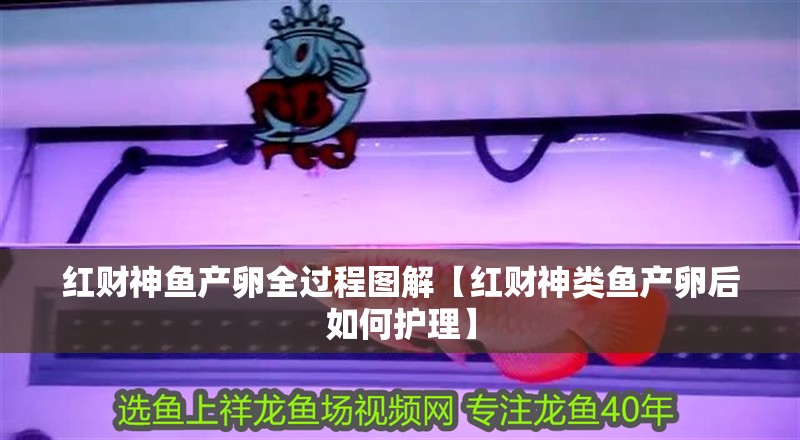 紅財(cái)神魚產(chǎn)卵全過程圖解【紅財(cái)神類魚產(chǎn)卵后如何護(hù)理】