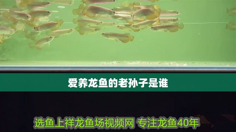愛養龍魚的老孫子是誰