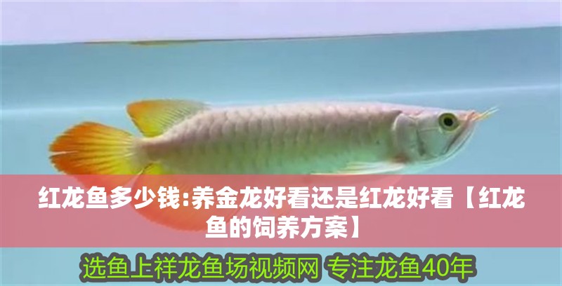 紅龍魚多少錢:養金龍好看還是紅龍好看【紅龍魚的飼養方案】