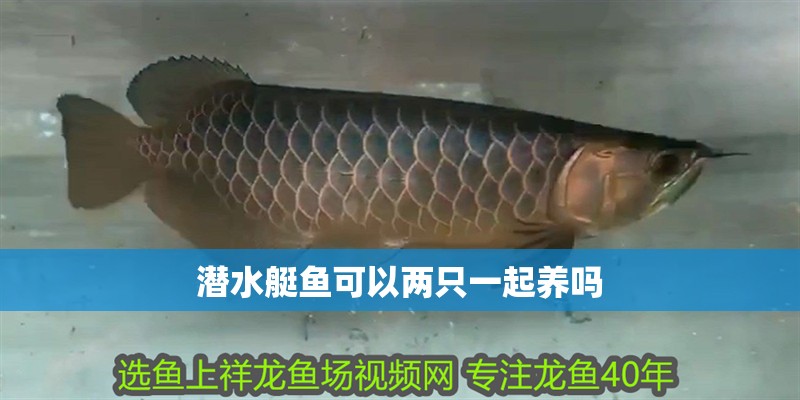 潛水艇魚可以兩只一起養(yǎng)嗎