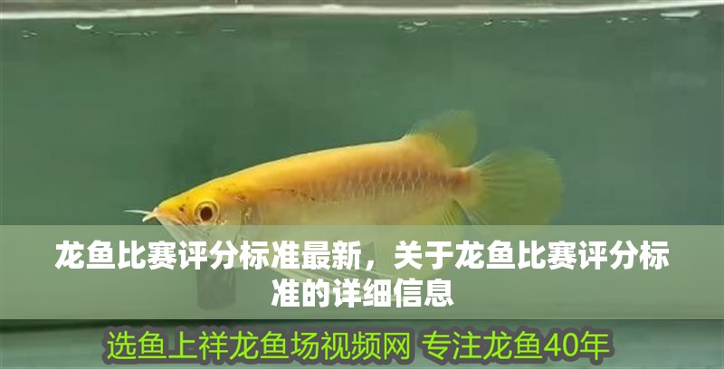 龍魚比賽評分標(biāo)準(zhǔn)最新，關(guān)于龍魚比賽評分標(biāo)準(zhǔn)的詳細信息
