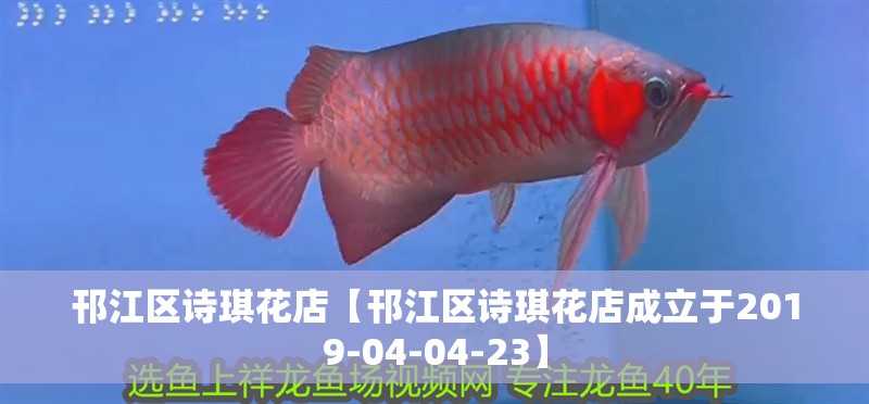 邗江區詩琪花店【邗江區詩琪花店成立于2019-04-04-23】 邗江區詩琪花店【邗江區詩琪花店成立于2019-04-04-23】 全國水族館企業名錄