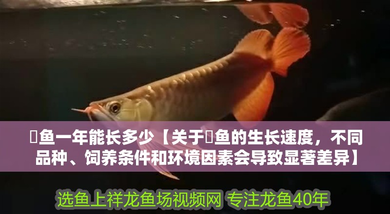 魟魚一年能長多少【關于魟魚的生長速度，不同品種、飼養條件和環境因素會導致顯著差異】