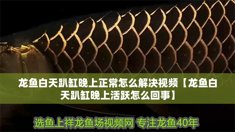 龍魚白天趴缸晚上正常怎么解決視頻【龍魚白天趴缸晚上活躍怎么回事】