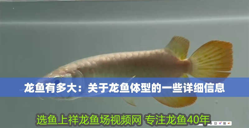 龍魚有多大：關于龍魚體型的一些詳細信息