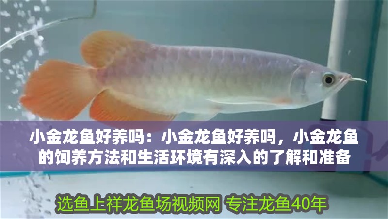 小金龍魚好養嗎：小金龍魚好養嗎，小金龍魚的飼養方法和生活環境有深入的了解和準備