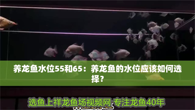 養龍魚水位55和65：養龍魚的水位應該如何選擇？