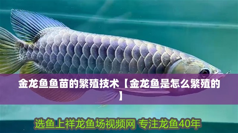 金龍魚魚苗的繁殖技術(shù)【金龍魚是怎么繁殖的】